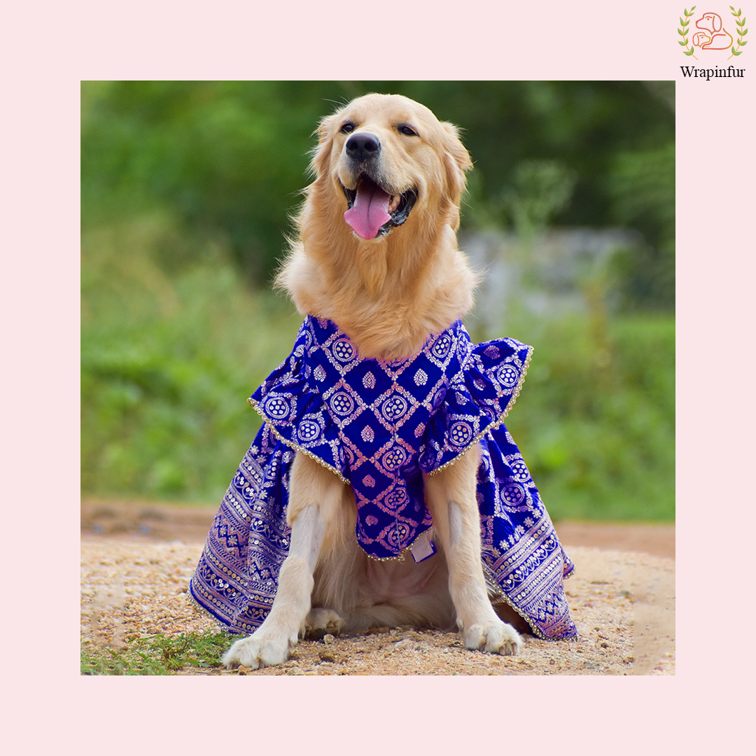 Royal Blue Dog Lehenga Choli Dress - Luxury Wedding Outfit