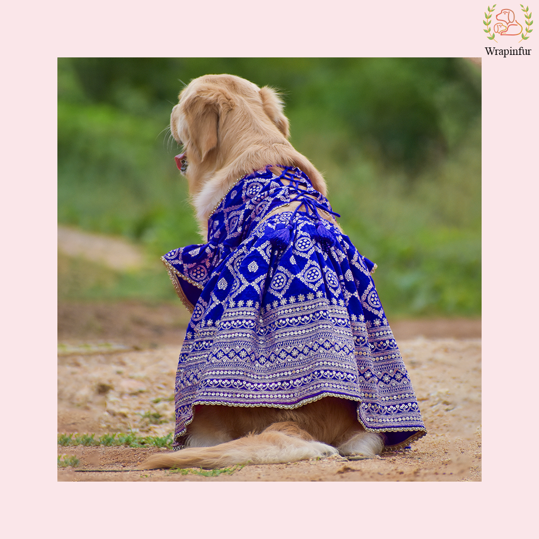 Royal Blue Dog Lehenga Choli Dress - Luxury Wedding Outfit