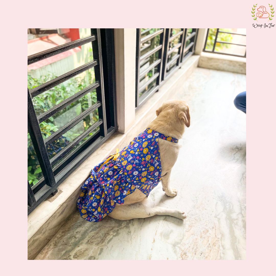 Royal Blue Floral Dog Princess Dress - Yellow Cold Shoulder Frock