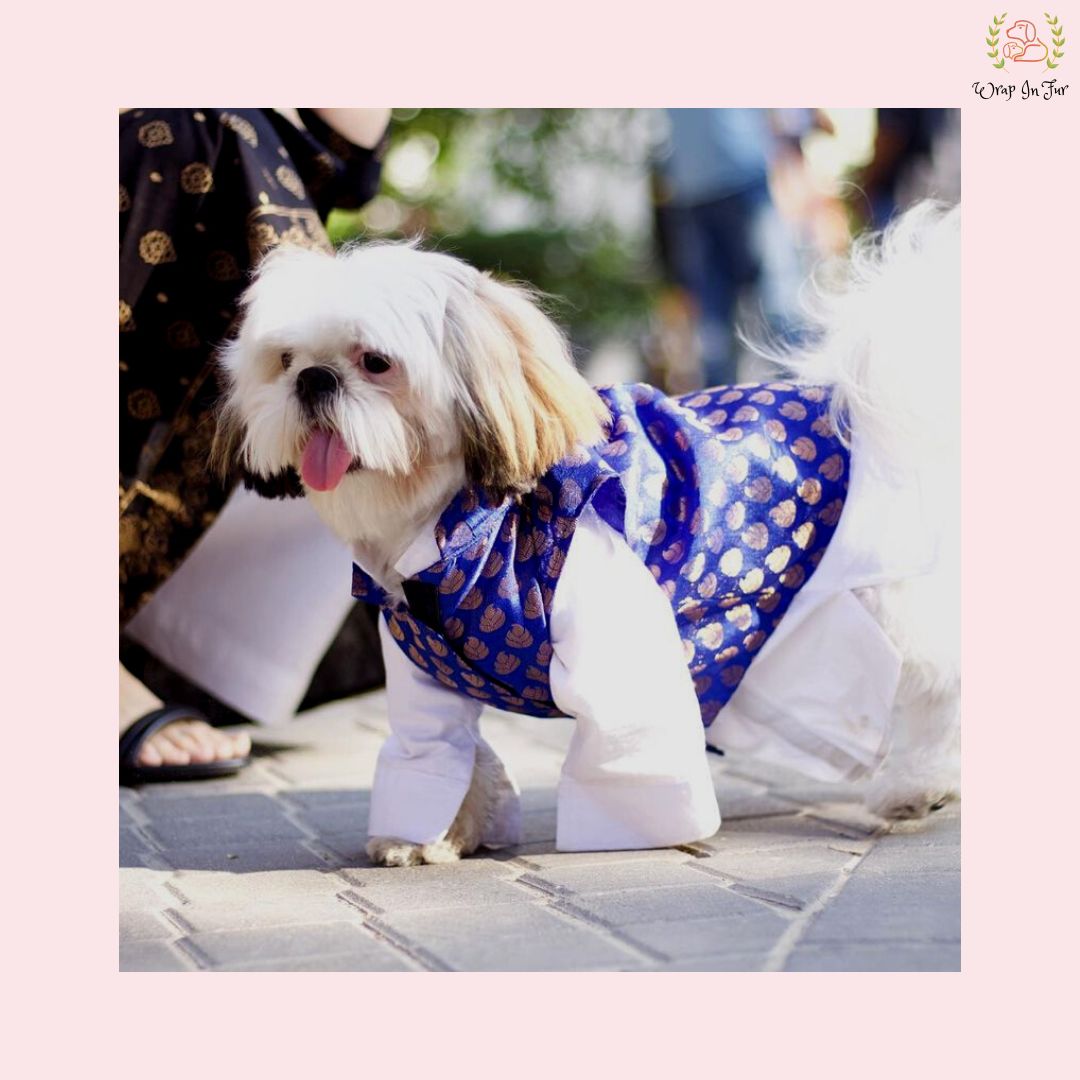 Royal Blue & Gold Brocade Dog Kurta Jacket Set - Indian Dog Ethnic Wear