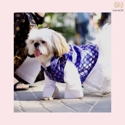 Royal Blue & Gold Brocade Dog Kurta Jacket Set - Indian Dog Ethnic Wear