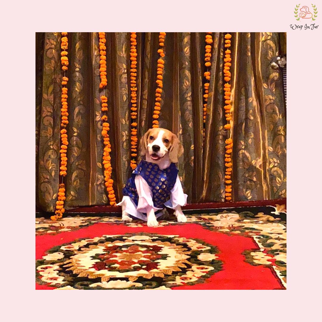 Royal Blue & Gold Brocade Dog Kurta Jacket Set - Indian Dog Ethnic Wear