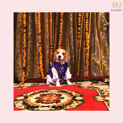 Royal Blue & Gold Brocade Dog Kurta Jacket Set - Indian Dog Ethnic Wear