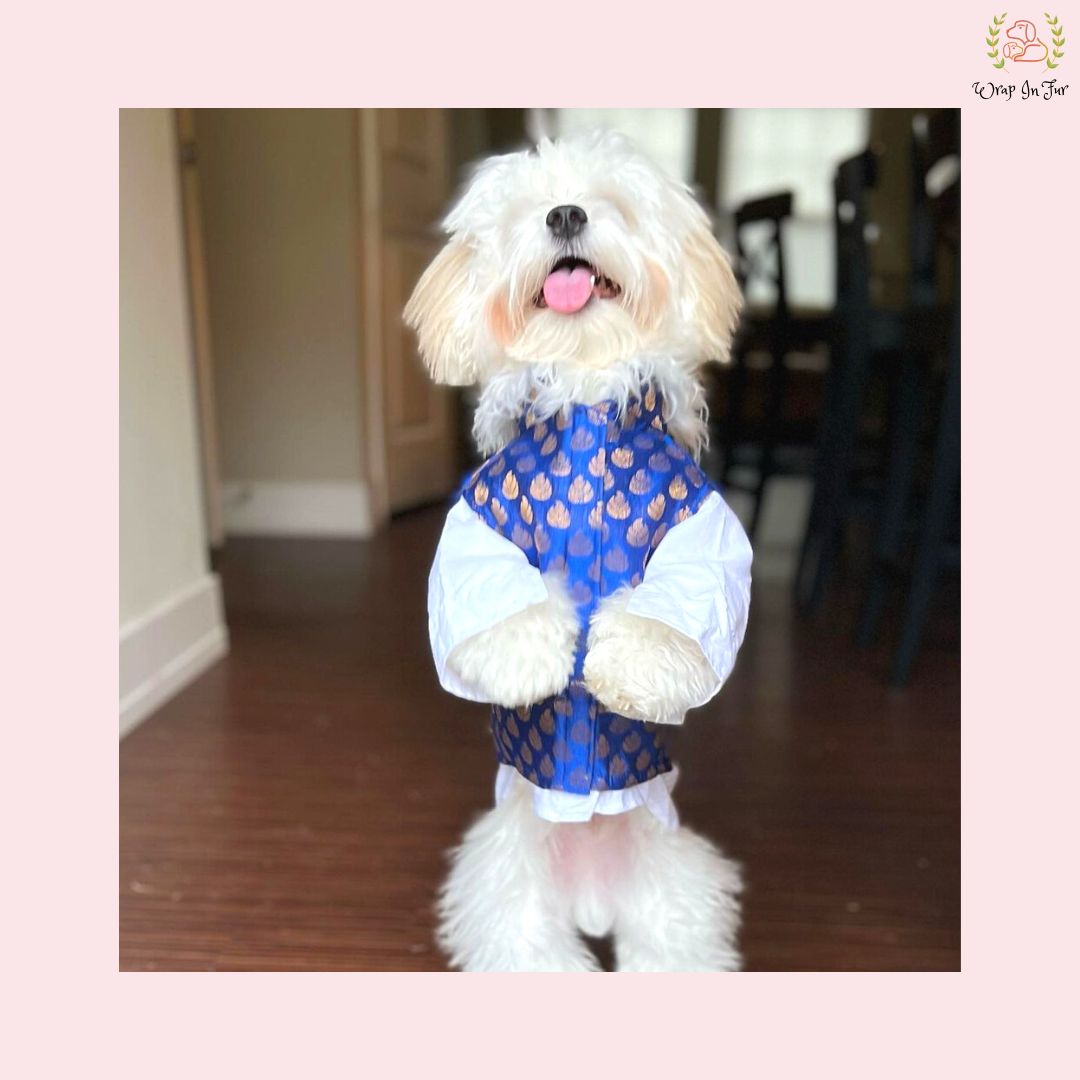 Royal Blue & Gold Brocade Dog Kurta Jacket Set - Indian Dog Ethnic Wear