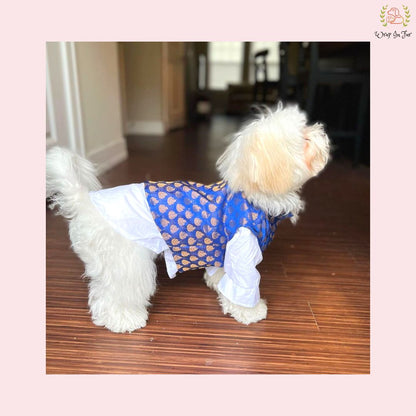 Royal Blue & Gold Brocade Dog Kurta Jacket Set - Indian Dog Ethnic Wear