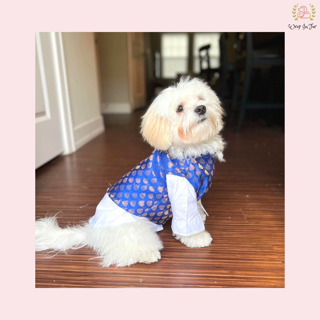 Royal Blue & Gold Brocade Dog Kurta Jacket Set - Indian Dog Ethnic Wear