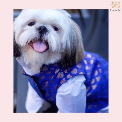Royal Blue & Gold Brocade Dog Kurta Jacket Set - Indian Dog Ethnic Wear