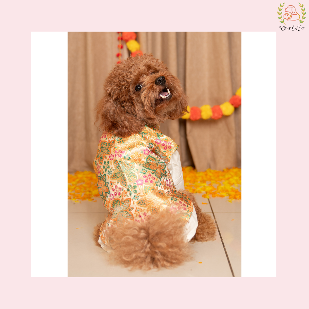 Royal Cream Dog Kurta Set - White & Gold Indian Dog Ethnic Wear Dress