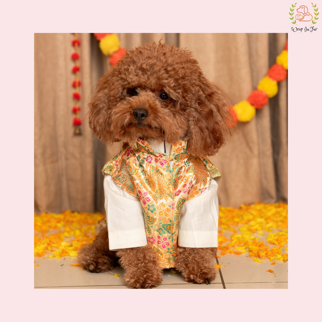 Royal Cream Dog Kurta Set - White & Gold Indian Dog Ethnic Wear Dress