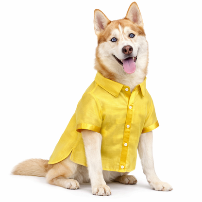 Royal Golden Silk Dog Kurta