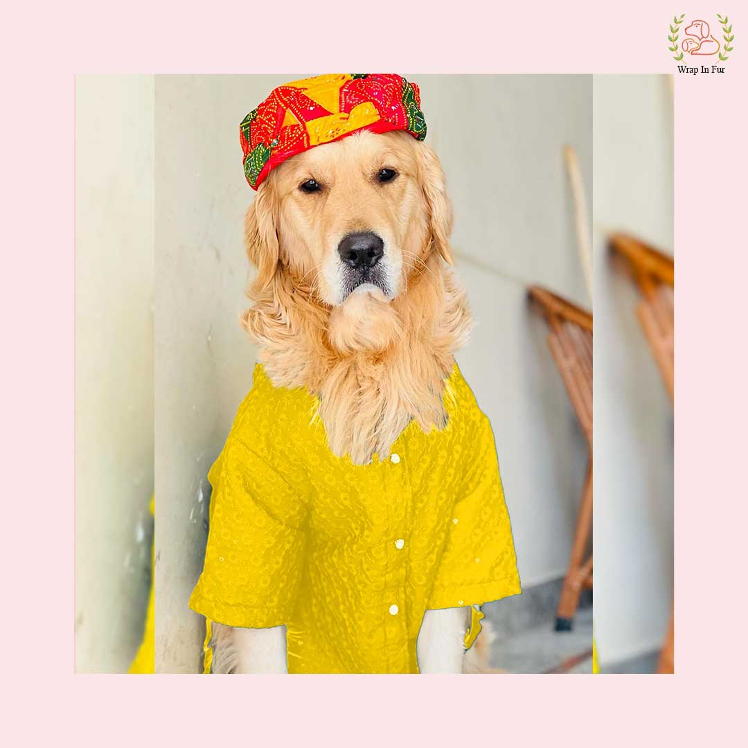 Royal Yellow Chikankari Dog Kurta Shirt - Premium Dog Ethnic Wear