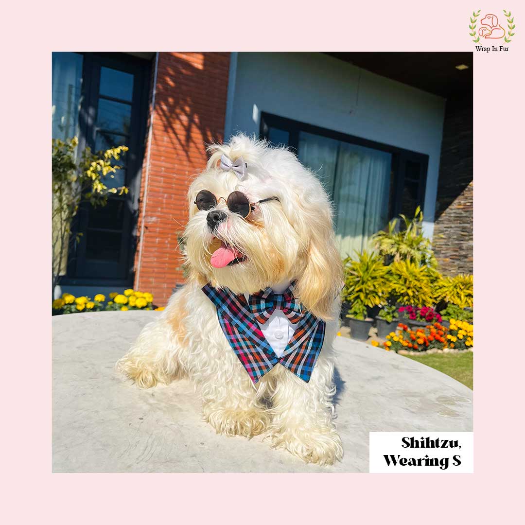 Shihtzu Dog Birthday Bandana Collar Online in India