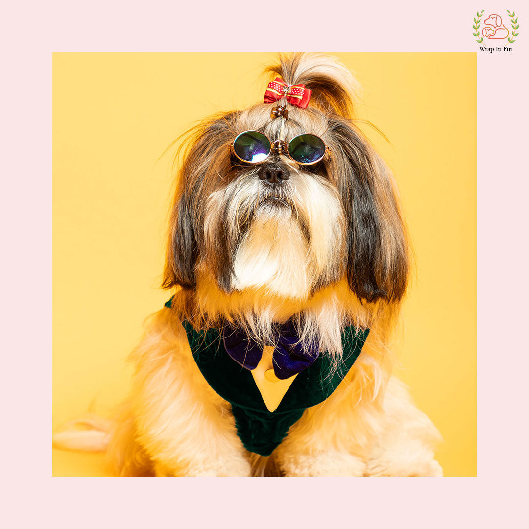 Shihtzu dog Green Velvet Tuxedo