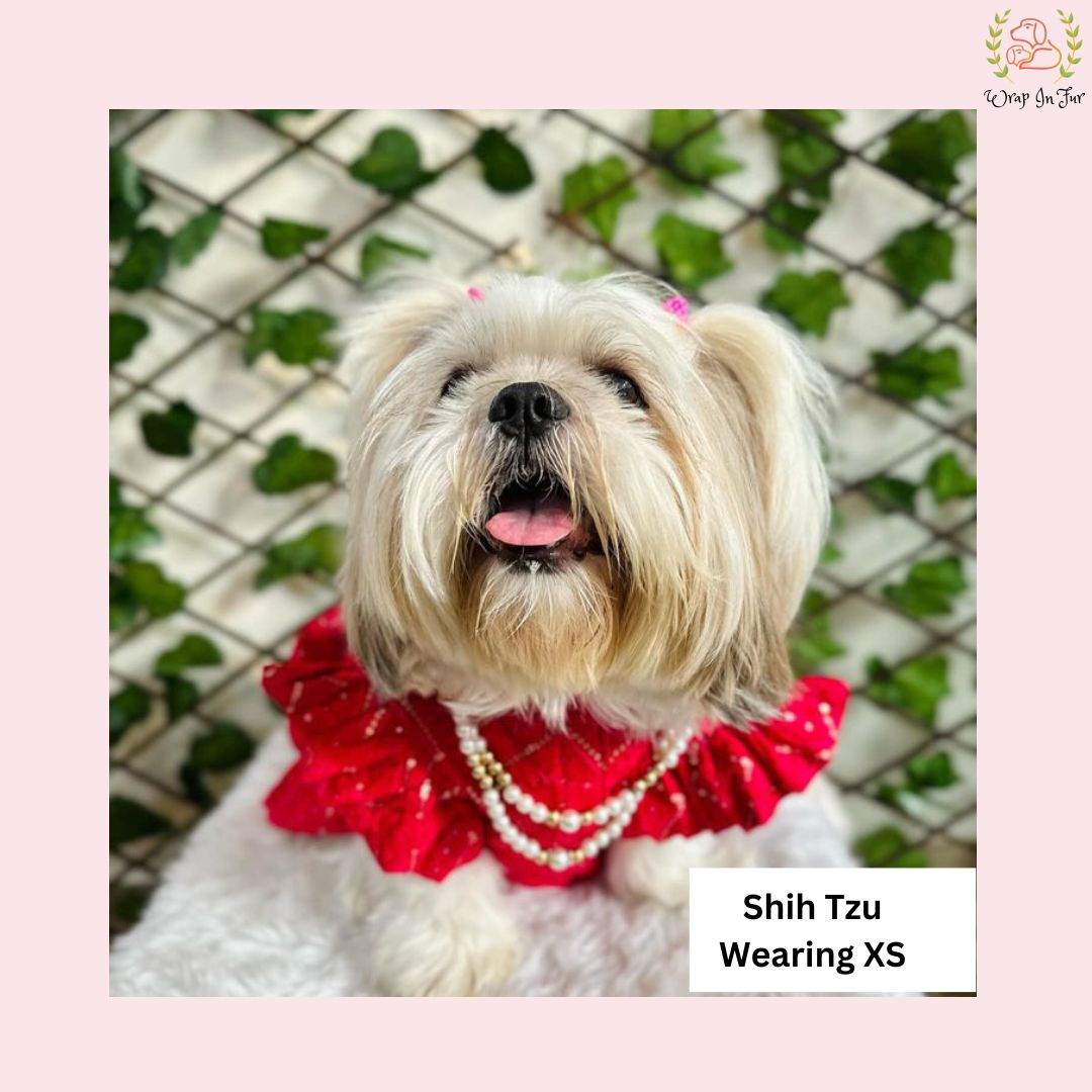 Shihtzu dog lehenga for indian outfit