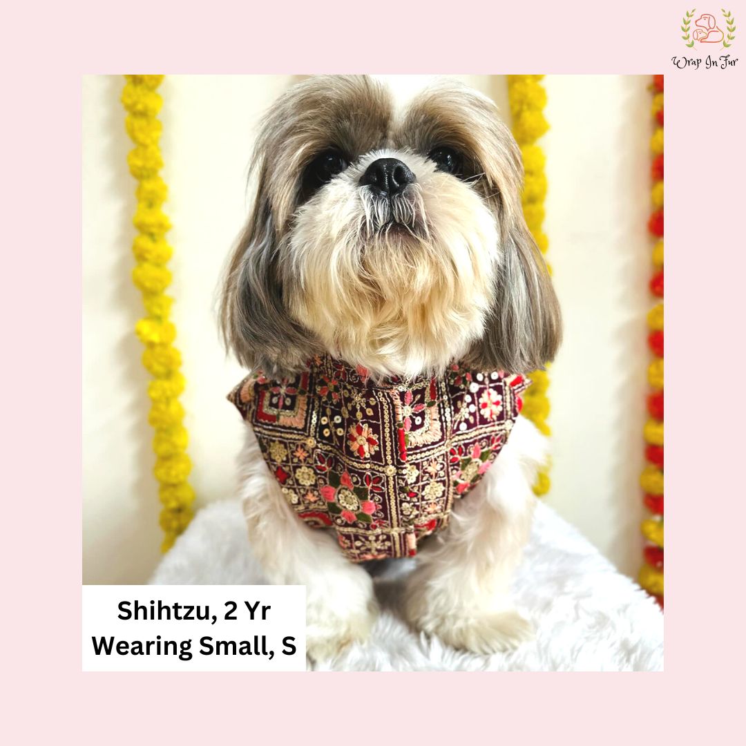 Shihtzu dog sherwani for wedding