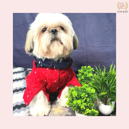 Shihtzu red dog kurta