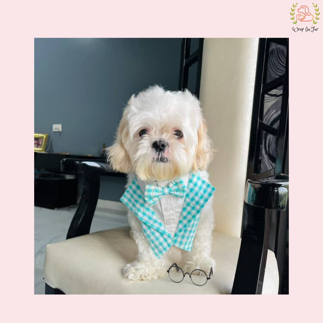 Blue Gingham Tuxedo Dog Bandana