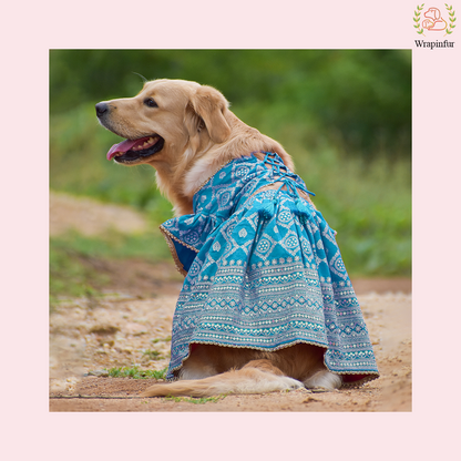 Sky Blue Brocade Dog Lehenga Choli Dress - Wedding Outfit