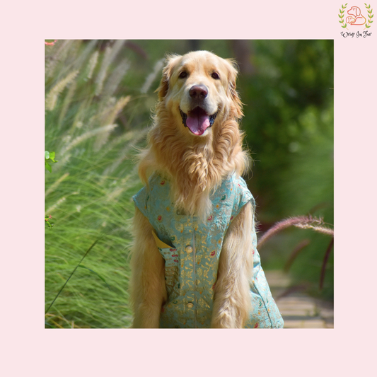 Sky Blue Embroidered Dog Sherwani - Royal Indian Dog Ethnic Wear Dress