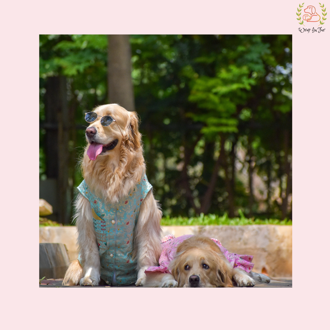 Sky Blue Embroidered Dog Sherwani - Royal Indian Dog Ethnic Wear Dress