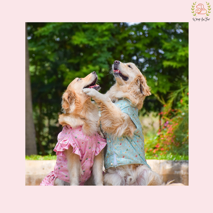 Sky Blue Embroidered Dog Sherwani - Royal Indian Dog Ethnic Wear Dress