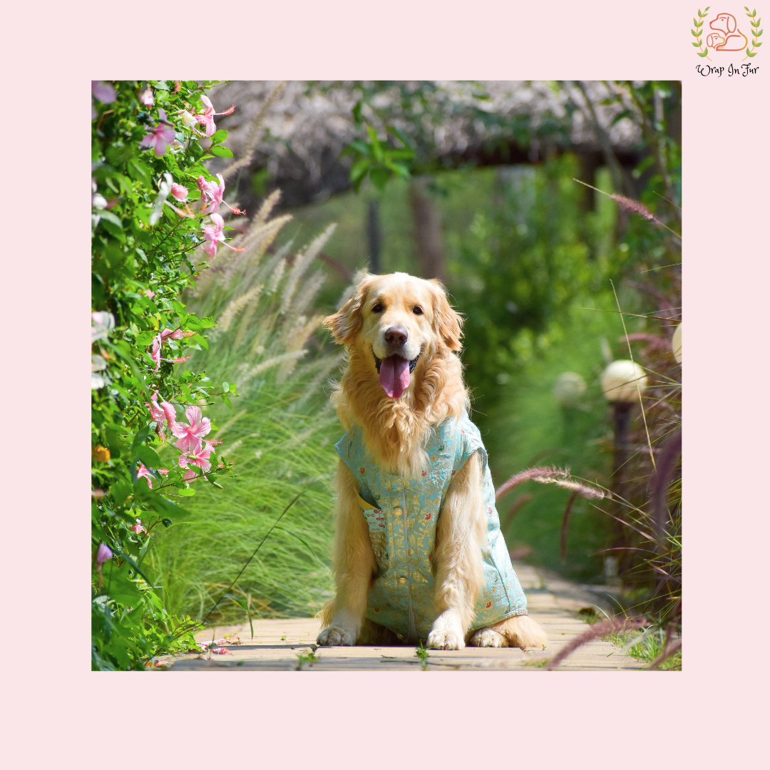 Sky Blue Embroidered Dog Sherwani - Royal Indian Dog Ethnic Wear Dress