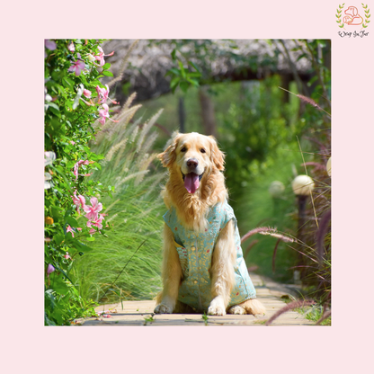 Sky Blue Embroidered Dog Sherwani - Royal Indian Dog Ethnic Wear Dress