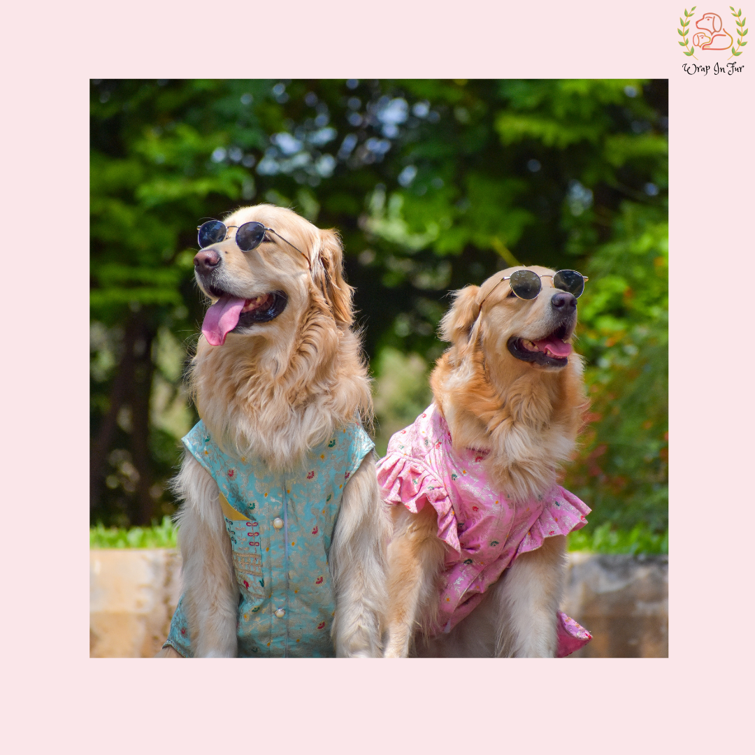 Sky Blue Embroidered Dog Sherwani - Royal Indian Dog Ethnic Wear Dress