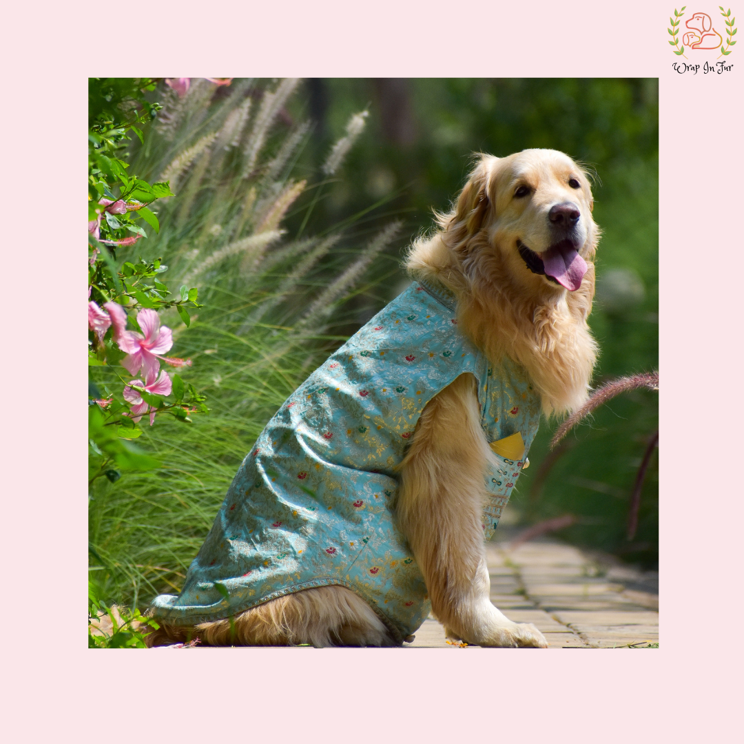 Sky Blue Embroidered Dog Sherwani - Royal Indian Dog Ethnic Wear Dress