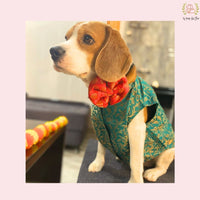 Beagle Teal Dog Sherwani for Wedding