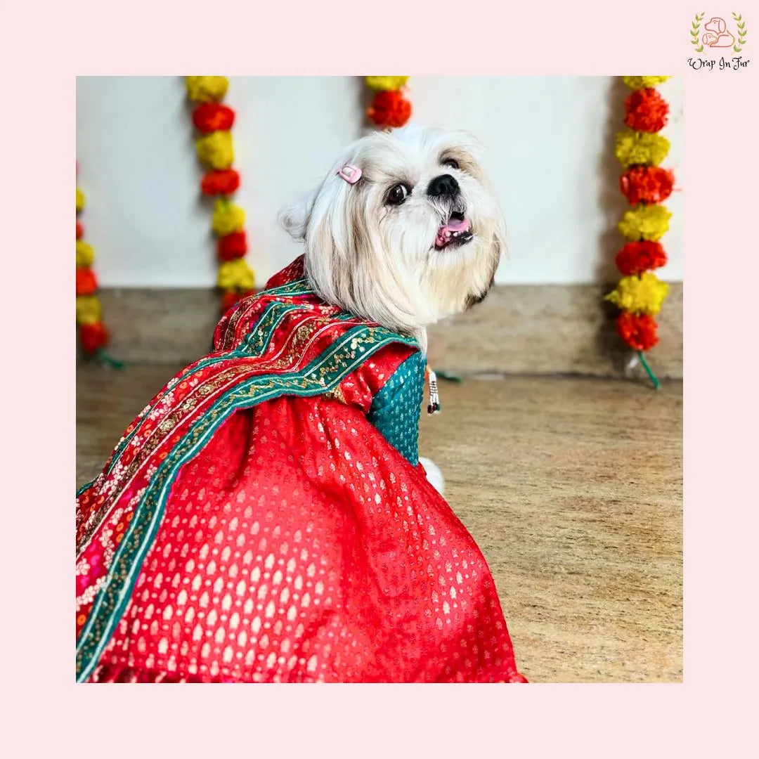 Traditional Dog Bridal Dress - Red Brocade Saree Style Gown
