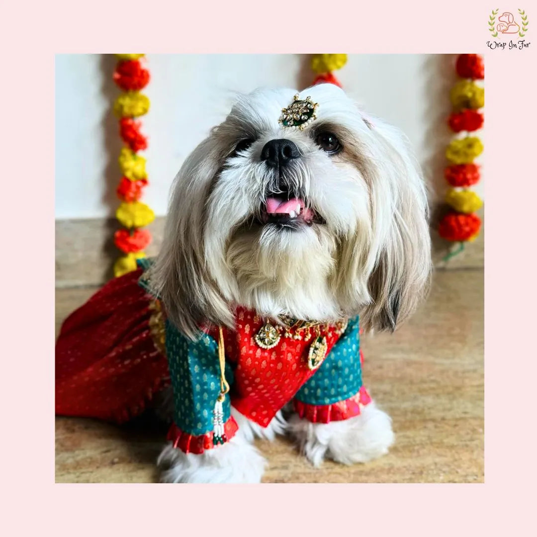 Traditional Dog Bridal Dress - Red Brocade Saree Style Gown
