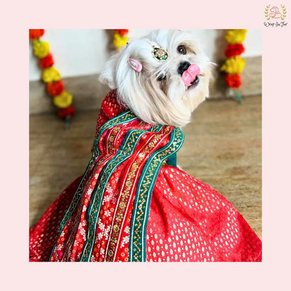 Traditional Dog Bridal Dress - Red Brocade Saree Style Gown