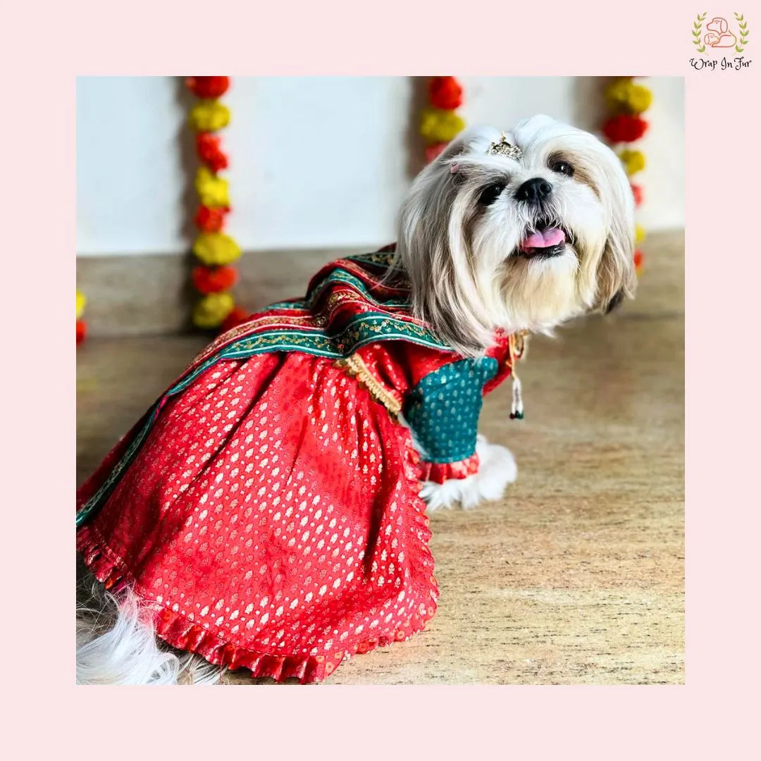 Traditional Dog Bridal Dress - Red Brocade Saree Style Gown