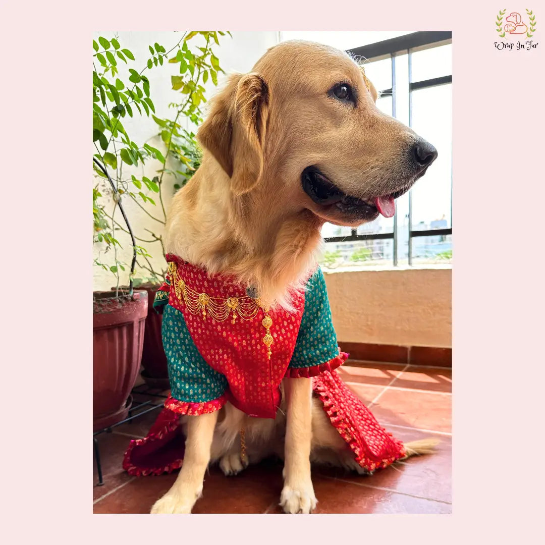 Traditional Dog Bridal Dress - Red Brocade Saree Style Gown