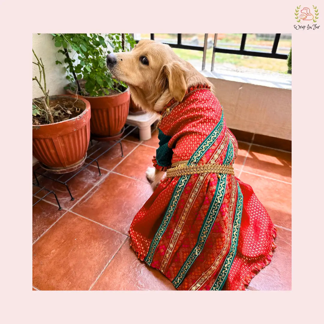 Traditional Dog Bridal Dress - Red Brocade Saree Style Gown