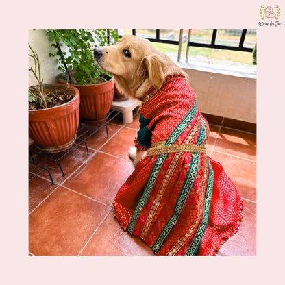 Traditional Dog Bridal Dress - Red Brocade Saree Style Gown