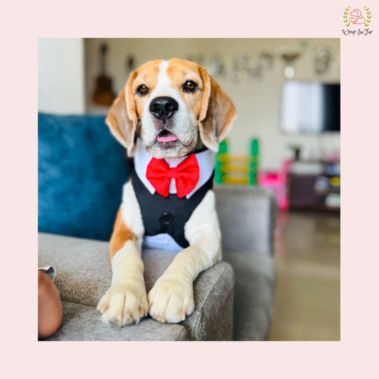 tuxedo dog harness for labrador