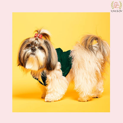 Velvet green tuxedo for dog