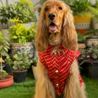 red dog sherwani