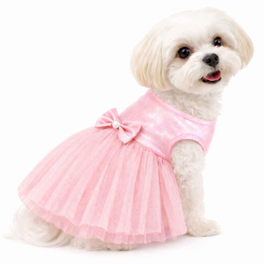Wedding & party wear for dogs