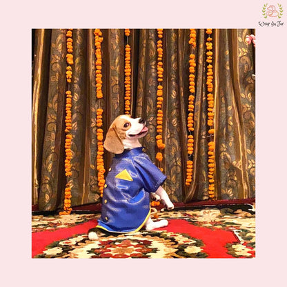 Beagle wedding dog sherwani