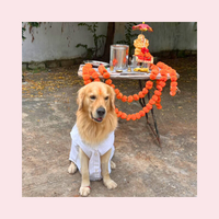 White Nawab Dog Kurta - Premium Royal Indian Dog Ethnic Wear