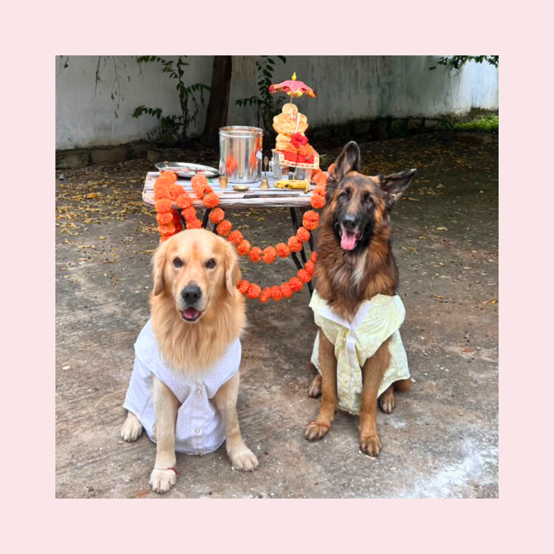 White Nawab Dog Kurta - Premium Royal Indian Dog Ethnic Wear