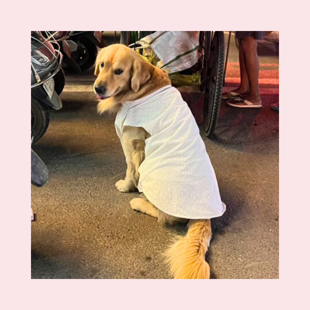 White Nawab Dog Kurta - Premium Royal Indian Dog Ethnic Wear