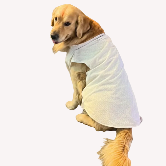 White Nawab Dog Kurta - Premium Royal Indian Dog Ethnic Wear