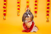 White & Red Royal Dog Kurta - Elegant Indian Dog Ethnic Wear Dress
