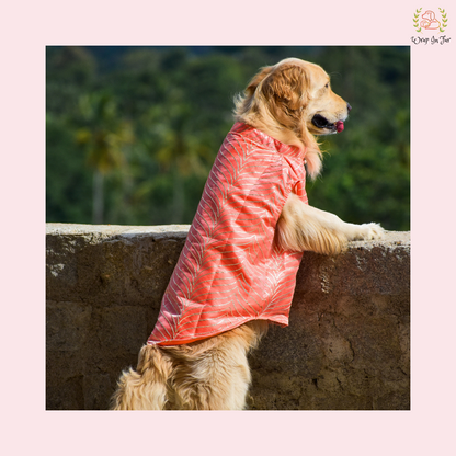 Coral Golden Sherwani