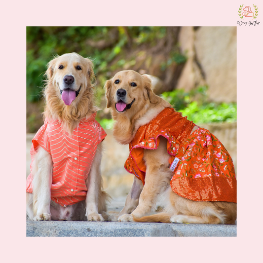 Coral Golden Sherwani