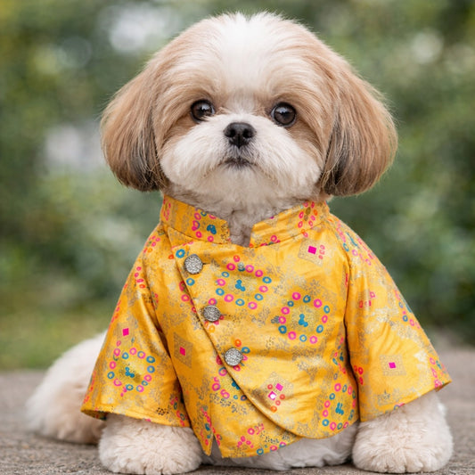 Yellow Bandgala Dog Sherwani